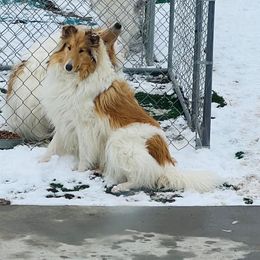 Honey - Collie