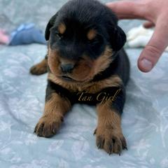 Tan - Black and rust female Beauceron puppy in Floyd’s Knobs, Indiana from Birdwing Beaucerons