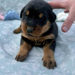 Tan - Black and rust female Beauceron puppy in Floyd’s Knobs, Indiana from Birdwing Beaucerons