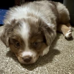 Australian Shepherd, Miniature American Shepherd, Miniature Australian Shepherd, and Toy Australian Shepherd Puppies from HP Aussie Kennels