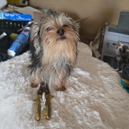 TC2 - Blue and gold male Yorkshire Terrier puppy in Yucca Valley, California from Deborah Punjak's Yorkshire Terriers