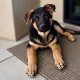 Light Blue Collar Male - BAKU - Black and red male German Shepherd puppy in Paso Robles, California from Central Coast German Shepherds
