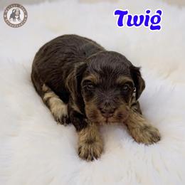 Twig - Brown male Bernedoodle puppy in Banner Elk, North Carolina from Walnut Tree Bernedoodles