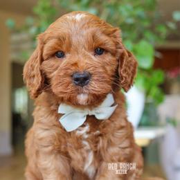 Skipper - Red  male Goldendoodle puppy in Salado, Texas from Red Ranch Dogs