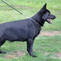 Huram - German Shepherd