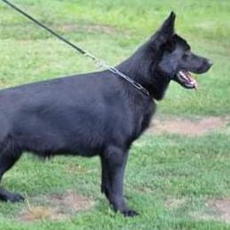 Huram - German Shepherd
