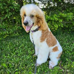 Chaps - Parti male Poodle puppy in Mcbain, Michigan from Northern Creek