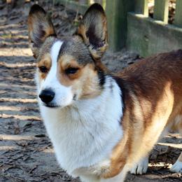 Rip - Pembroke Welsh Corgi
