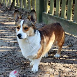 Rip - Pembroke Welsh Corgi