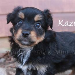 Kazi - Black tri female Toy Australian Shepherd puppy in Godley, Texas from Flying H Toy and Mini Aussies