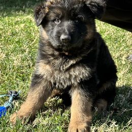 German Shepherd and Pembroke Welsh Corgi Puppies from Top Shepherd Perlez