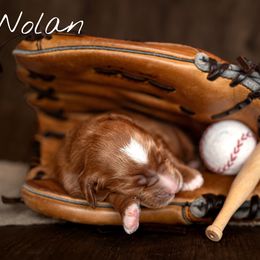 Australian Labradoodle Puppies from Swinging Gate Labradoodles