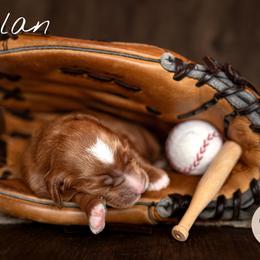 Australian Labradoodle Puppies from Swinging Gate Labradoodles