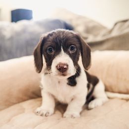 Dachshund and German Shepherd Puppies from Mountain Valley Kennel