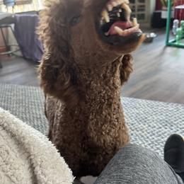 Annie - Poodle