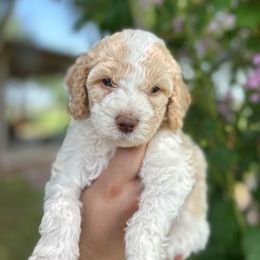 Cotton - Parti male Double Doodle puppy in Yoakum, Texas from The Scott’s Dood Ranch