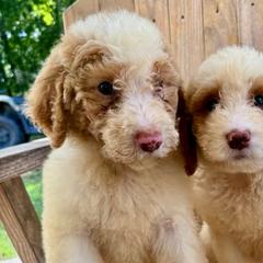Elsa - female Australian Mountain Doodle puppy in Trion, Georgia from Big Daddy Doodles