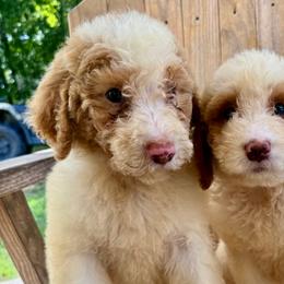Elsa - female Australian Mountain Doodle puppy in Trion, Georgia from Big Daddy Doodles