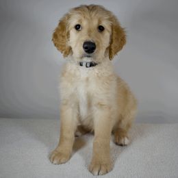 Spitfire - Cream Goldendoodle puppy in Millington, Tennessee from POP Goldendoodles