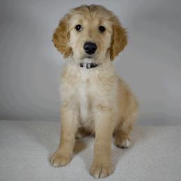 Spitfire - Cream Goldendoodle puppy in Millington, Tennessee from POP Goldendoodles