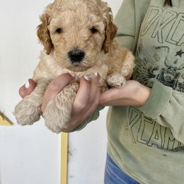 Bernedoodle and Labradoodle Puppies from Royal Doodles