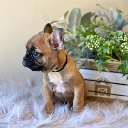 French Bulldog Puppies from Shining K Ranch