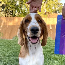 Minnow - Welsh Springer Spaniel