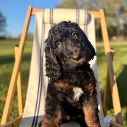 Jaxson - Phantom male Bernedoodle puppy in Ocala, Florida from Prime Time Bernedoodles
