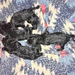 Sherlock - Silver male Poodle puppy in Meadowbrook, California from Standard Poodle Pups