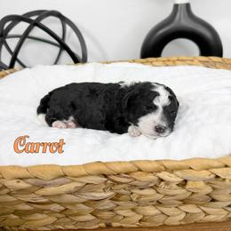 Carrot - Black and white male Bernedoodle puppy in Mount Vernon, Missouri from PoodlelyDoodlely