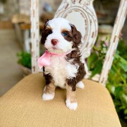 Mesa - Tri-color female Bernedoodle puppy in Mapleton, Utah from Natural Doodle Life