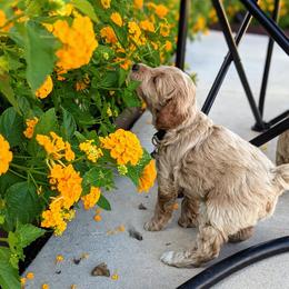 Double Doodle and Goldendoodle Puppies from Big Red Paw Doodles