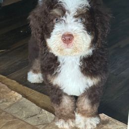 Male 1 - Brown male Bernedoodle puppy in Danielsville, Georgia from Meg's Doodles and Poodles