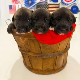 Girl 2 - Brindle female Irish Wolfhound puppy in Burlington, Kentucky from Cu Faoil Kennels
