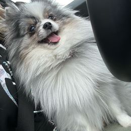 Aurora - Pomeranian