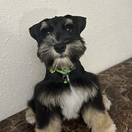 Jagger - Black and silver male Miniature Schnauzer puppy in San Antonio, Texas from Texas Blessed Schnauzers