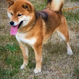 River - Shiba Inu