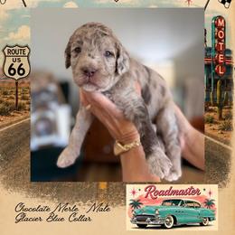 Roadmaster - Chocolate male Goldendoodle puppy in Garland, Texas from Twilight Doodles