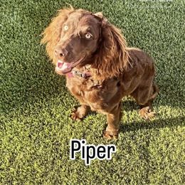 Boykin Spaniel All Grown Up from D&T Boykin Spaniels