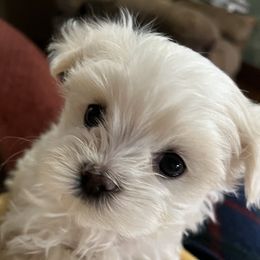 Maltese Puppies from Tiny Dancer Li'l Ones