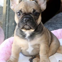 French Bulldog Puppies from Camp Fine Frenchies