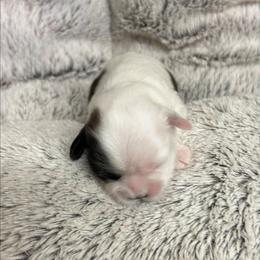 Female Cruella DeVil - White female Shih Tzu puppy in Missouri from Farm Animal Mommy Shih tzu's Michalek Dog Breeder