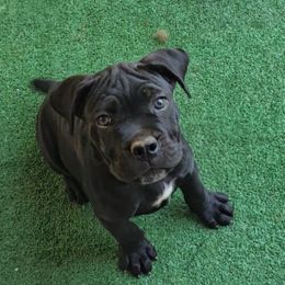 Petal - Black female Cane Corso puppy in Henry, Virginia from Hardradas Dynasty Cane Corso