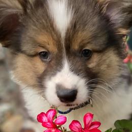 Cardigan Welsh Corgis and Pembroke Welsh Corgis from Rockin’ DA Corgis & Critter Transport LLC