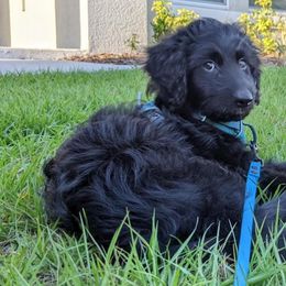 Aussiedoodles, Australian Shepherds, and Poodles from Loyal Liberty Aussies