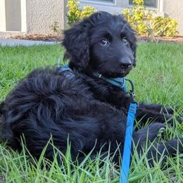 Aussiedoodles, Australian Shepherds, and Poodles from Loyal Liberty Aussies