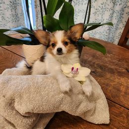 Boy 1 - Papillon puppy from LaRae's Papillons