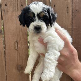 Clarabelle - Black white and tan female Cockapoo puppy in Ladera Ranch, California from Cookie Cocker Farms