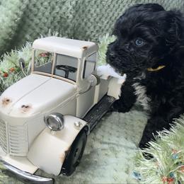 Bella (yellow collar) - Black female Miniature Schnauzer puppy in Port Orchard, Washington from Silver Bells Miniature Schnauzers