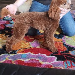 Chuckie - Poodle
